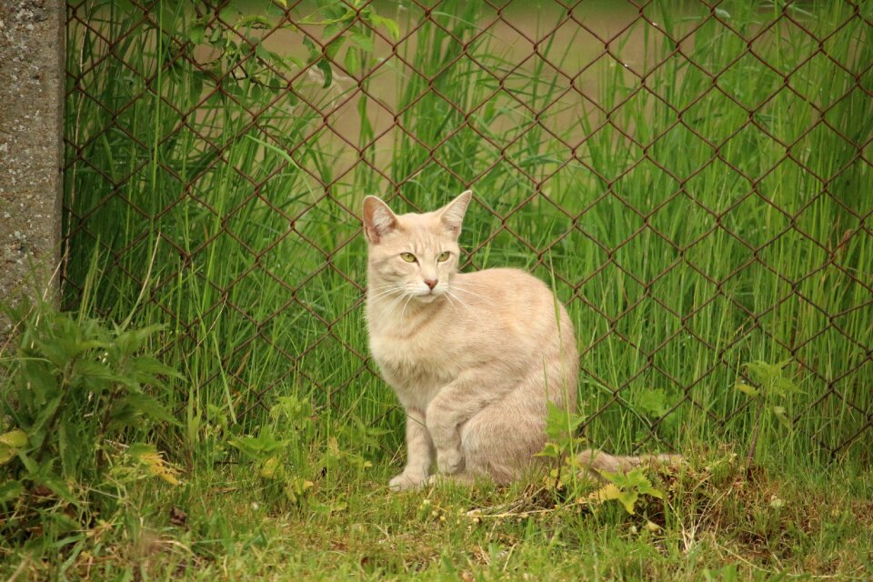 Mackerel young cat domestic cat
