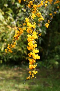 Garden spring yellow flowers