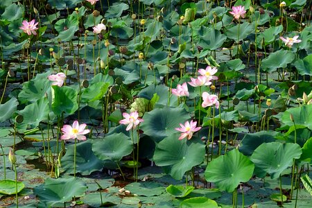 Pond bloom blossom
