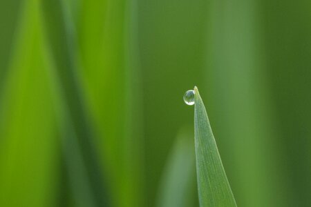 Wheat clear hope
