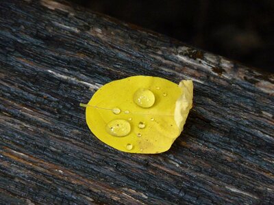 Fall autumn leaf drop photo