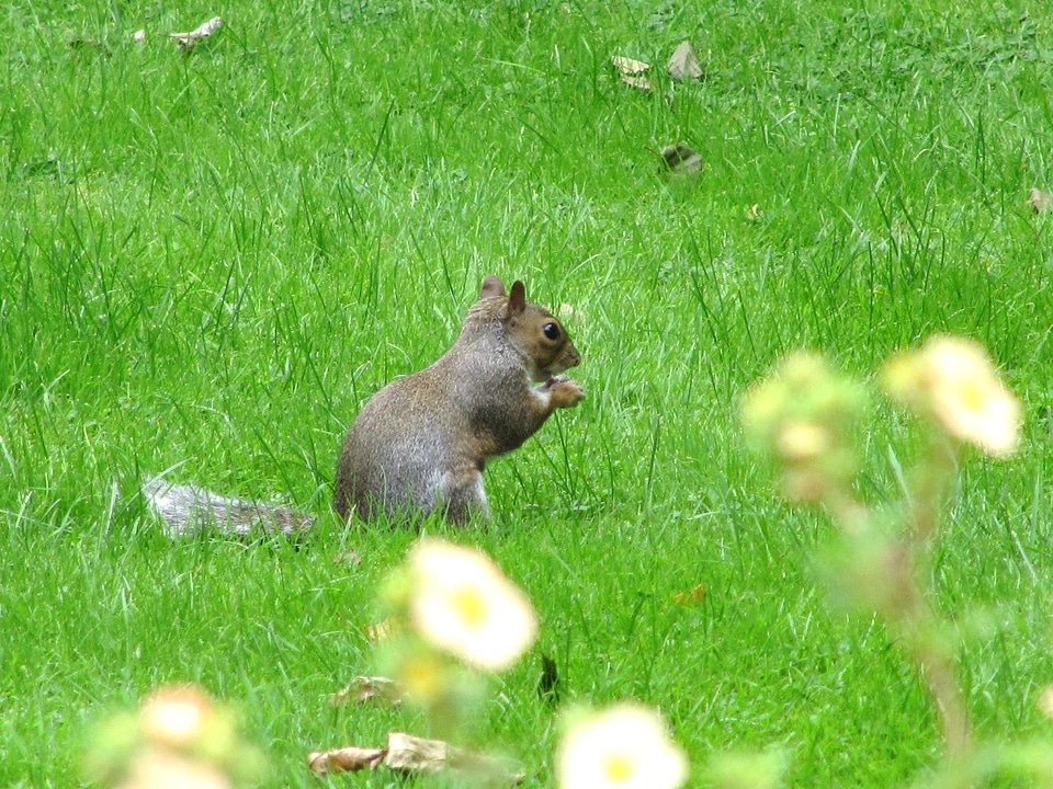 Wildlife grass green