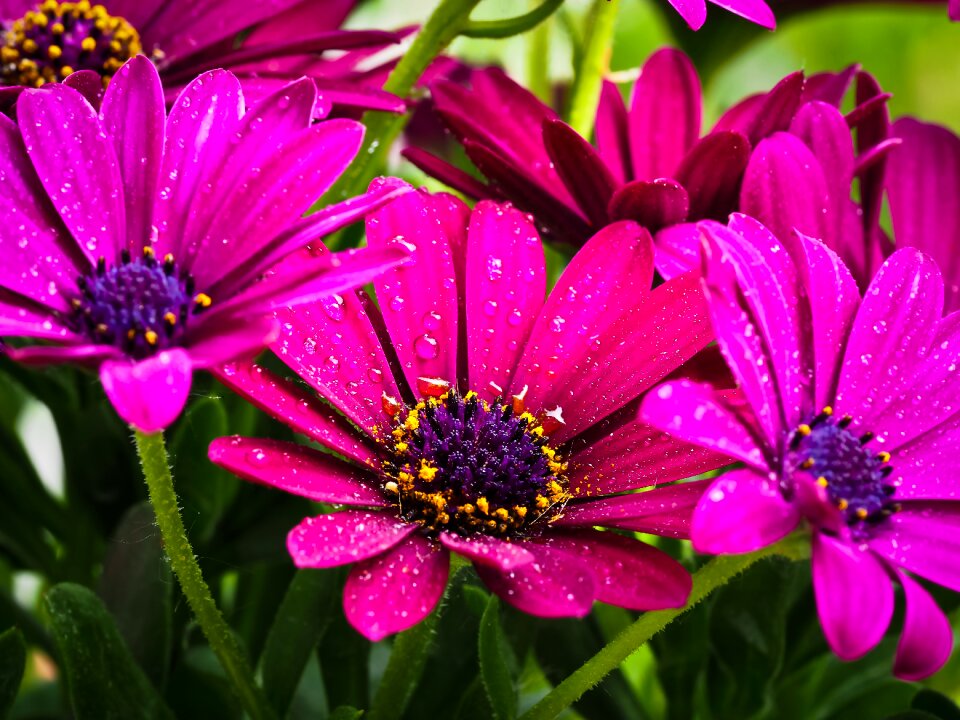 Flowers cape daisies nature