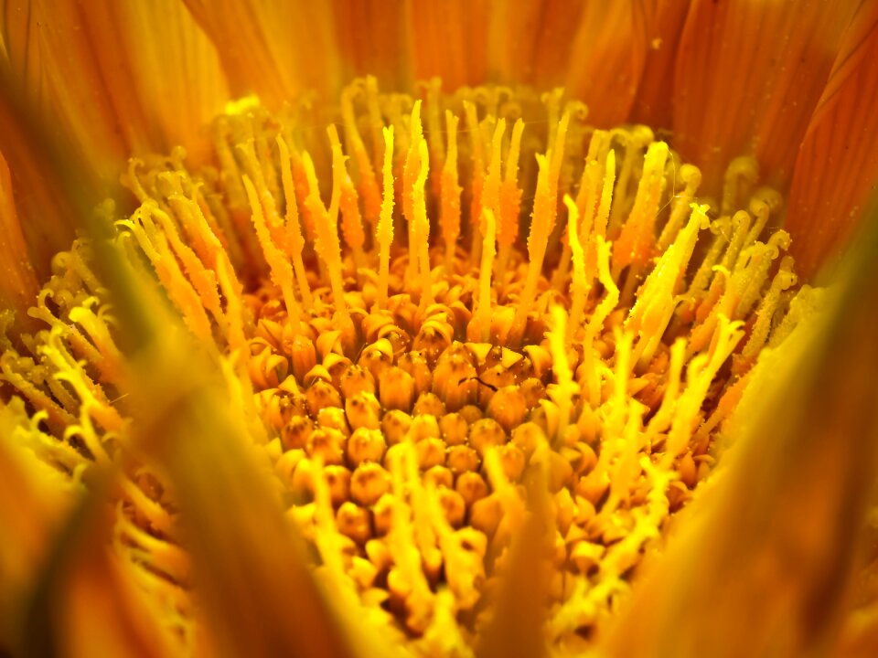 Bloom nature succulent plant