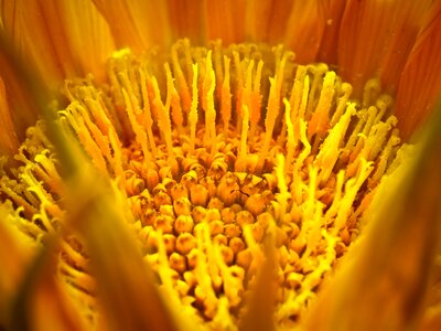 Bloom nature succulent plant