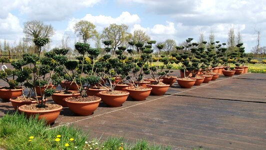 Flowers pots trees growing