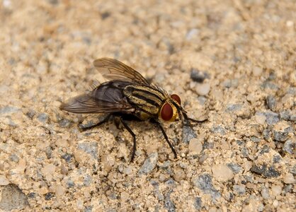 Brown stripes wings