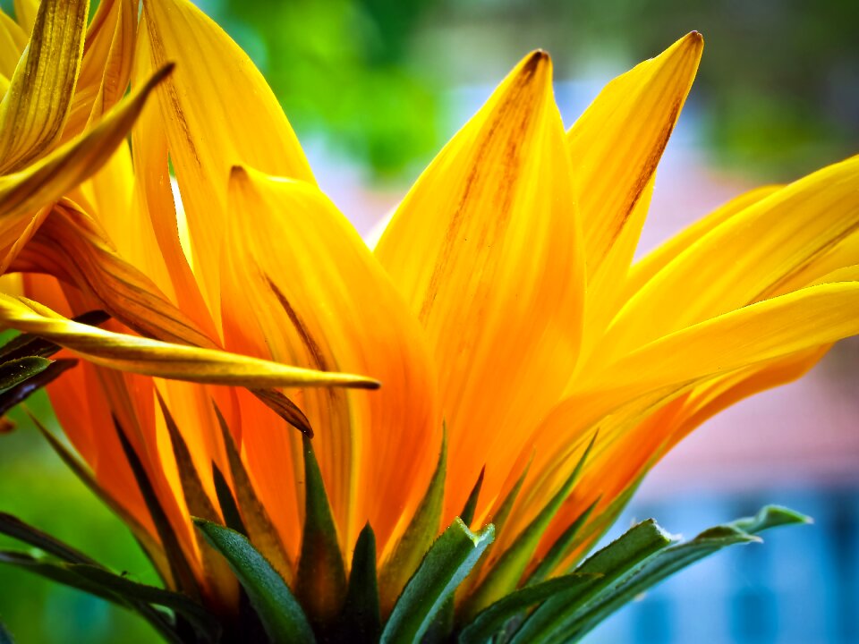 Bloom nature succulent plant