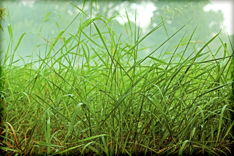 Meadow nature foggy