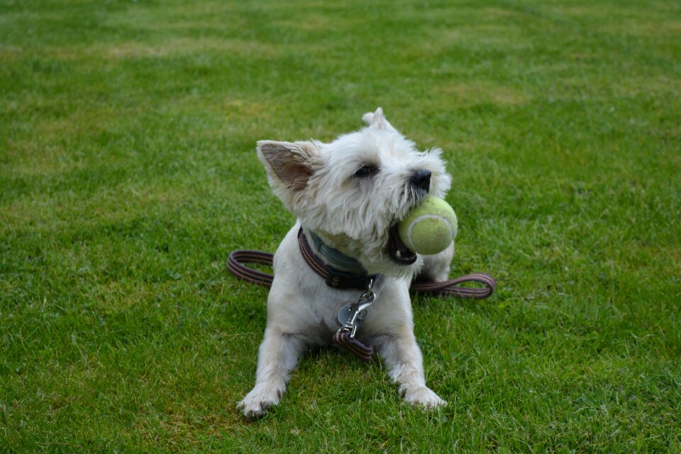 Terrier play pet