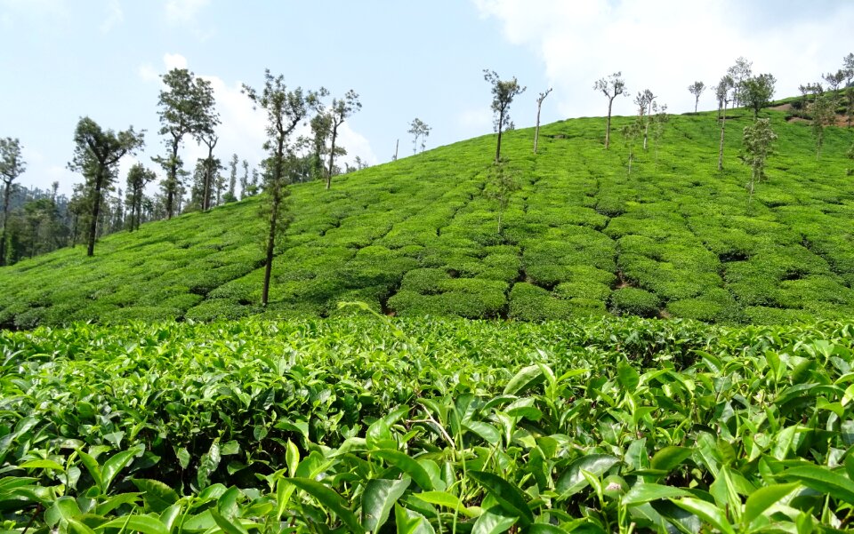 Plantation estate shree ganga