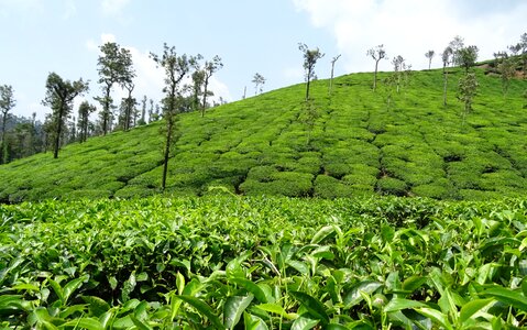 Plantation estate shree ganga