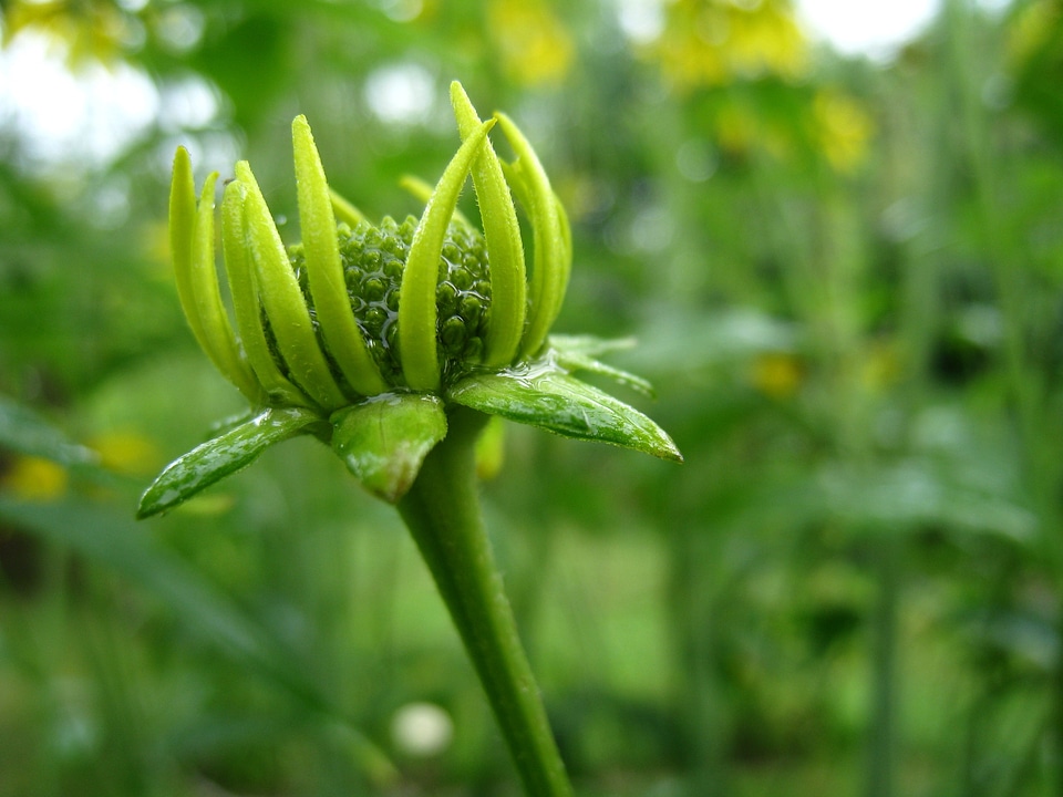 Summer green yellow