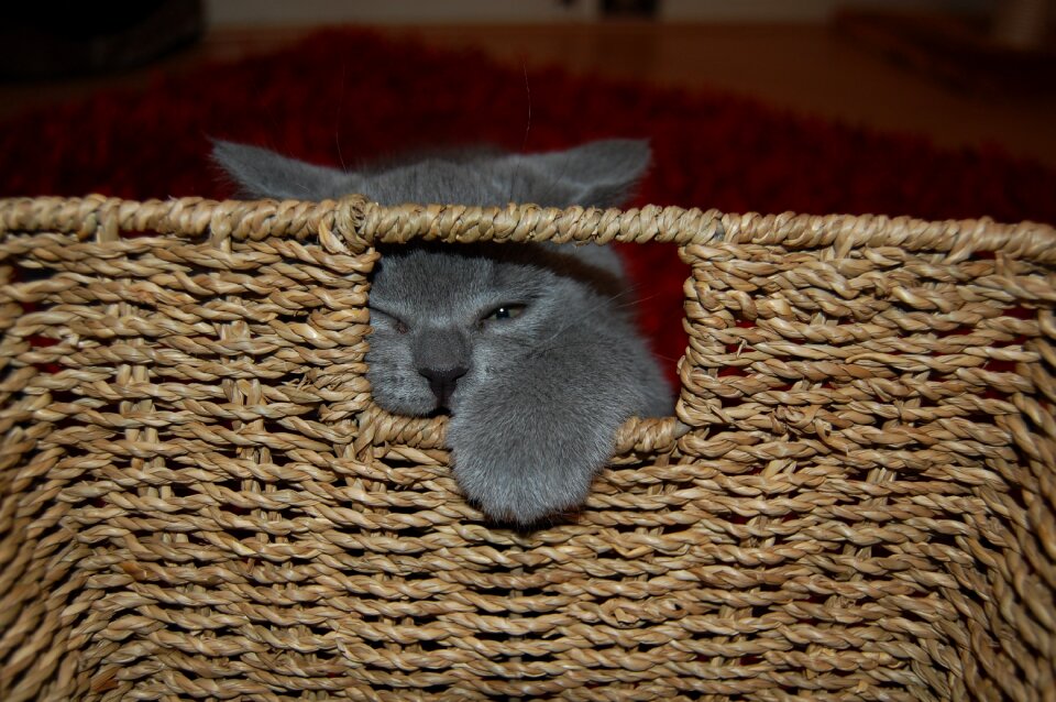 Cats young cat discover