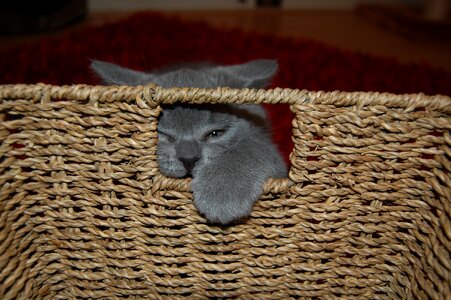 Cats young cat discover