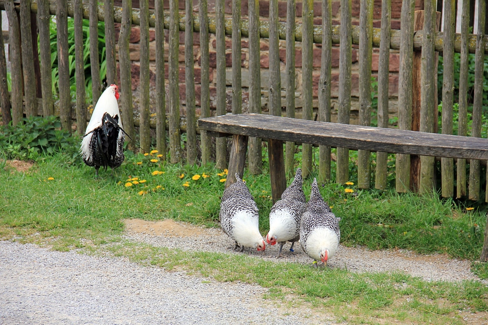Hahn chicken chickens