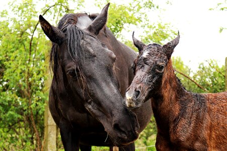 Mare mare with foal thoroughbred arabian photo