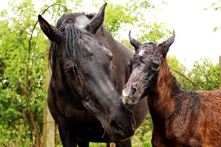 Mare mare with foal thoroughbred arabian