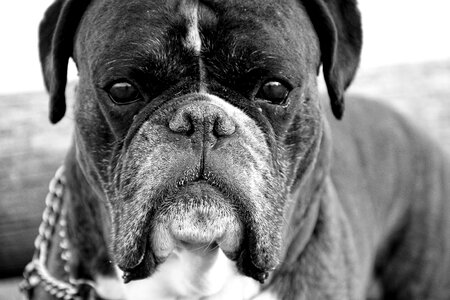 Boxerdog bw