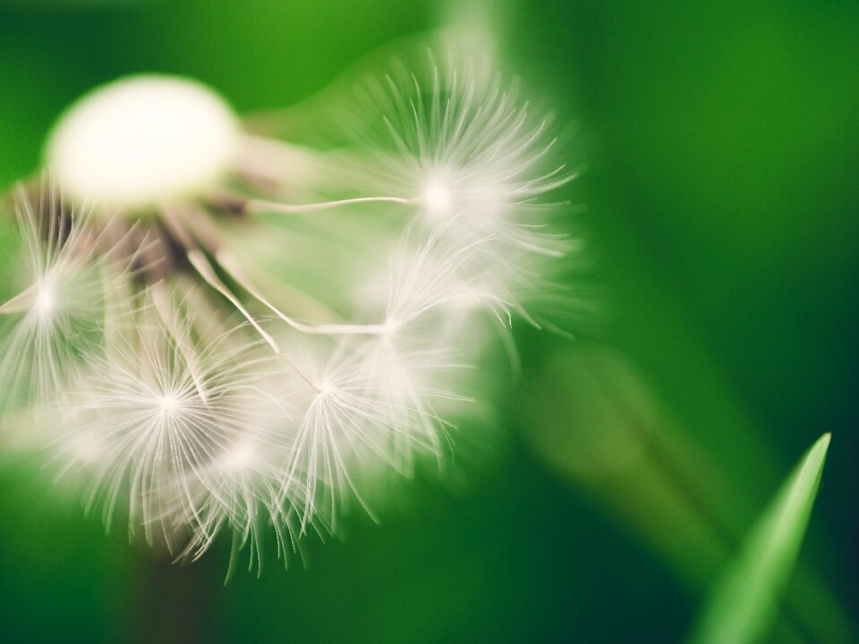 Nature pointed flower summer
