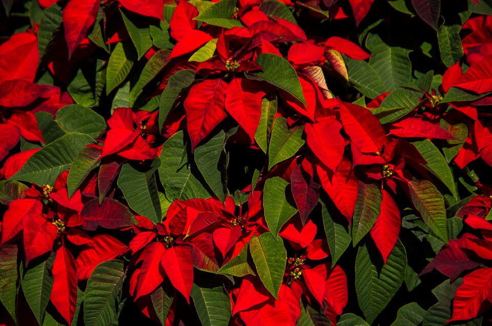 Red green bright