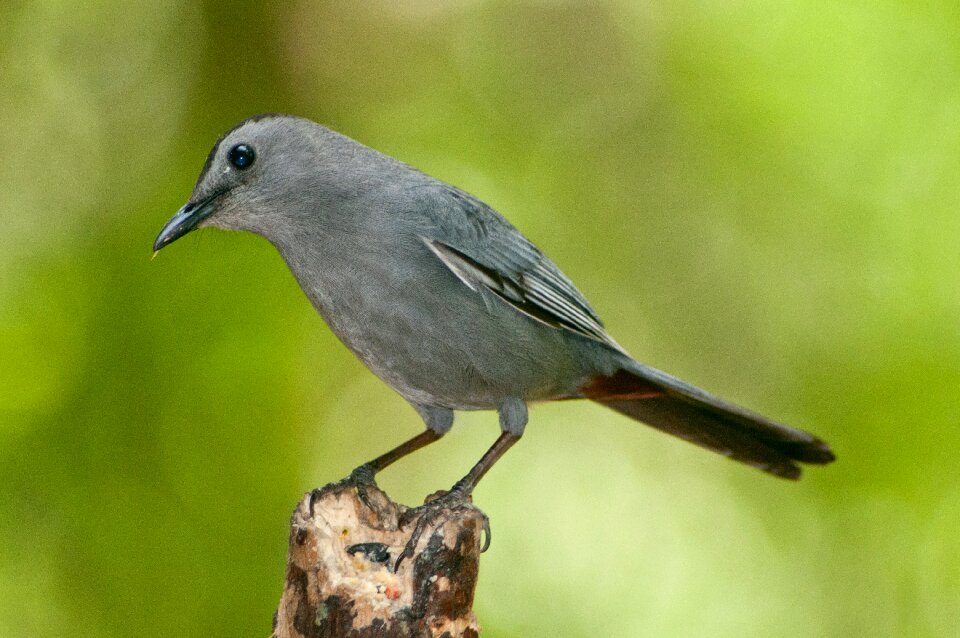 Ornithology forest catbird