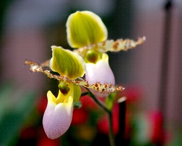 Bloom flower plant