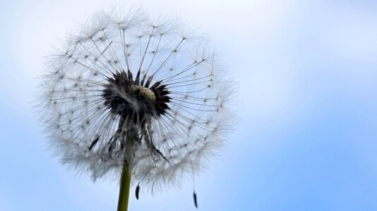 Pointed flower flower sky