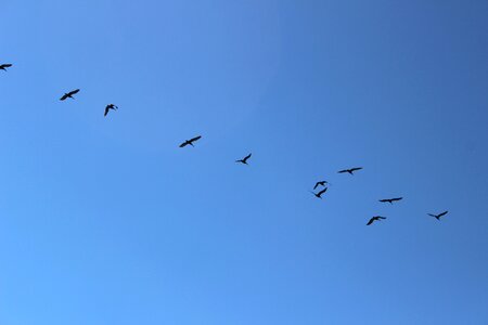 Flock flight nature photo