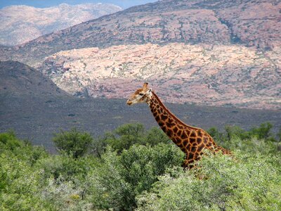 South nature wild