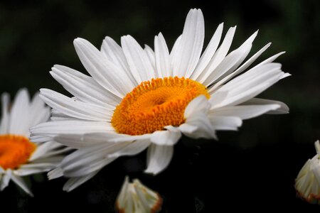 Bloom harbinger of spring lawn flower photo