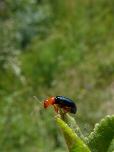 Black and orange tiny insect photo