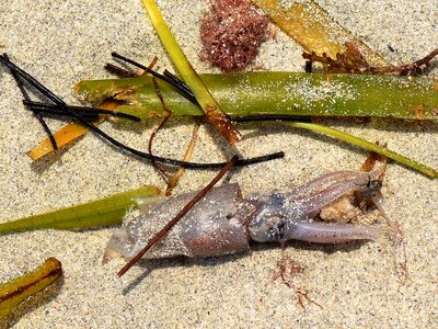 Marine life sea grass still life photo