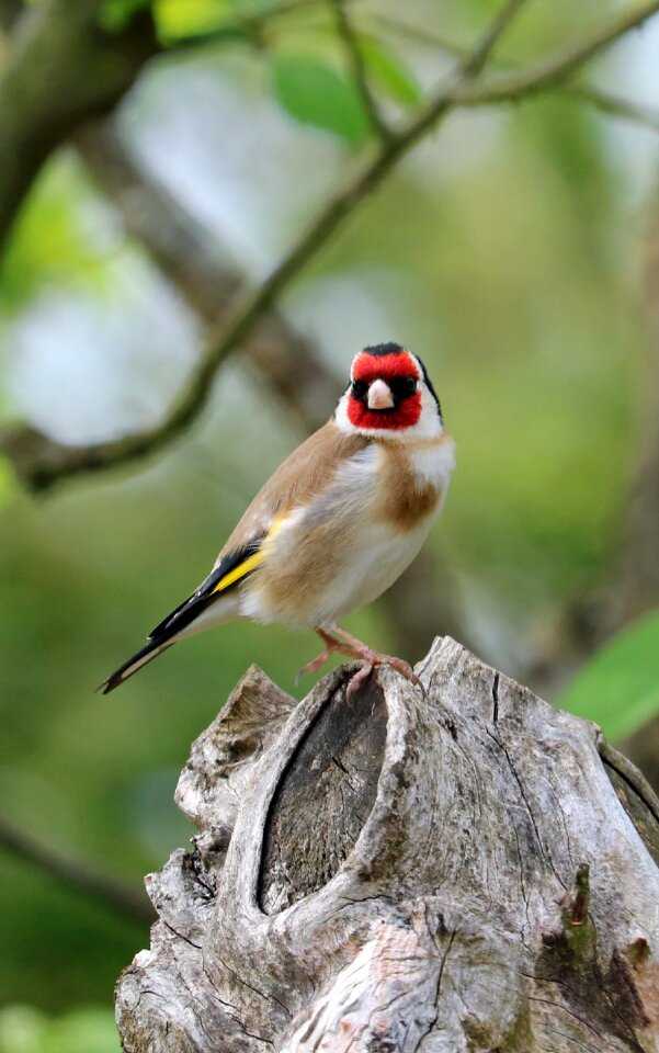 Garden bird colourful