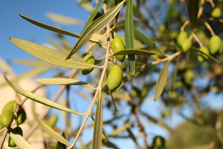 Italy growing branch