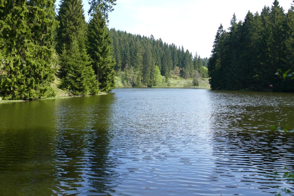 Forest nature landscape