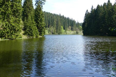 Forest nature landscape
