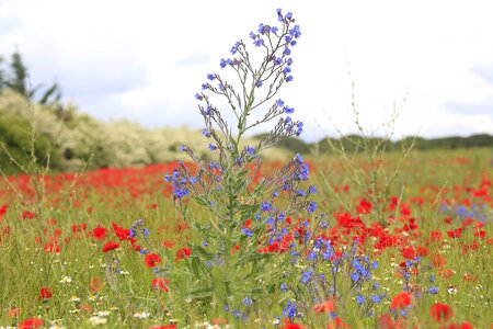 Field of poppies fleurs des champs field photo