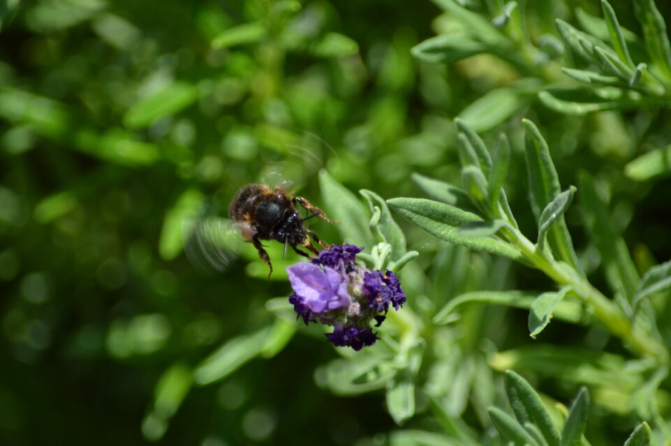 Bee nature garden