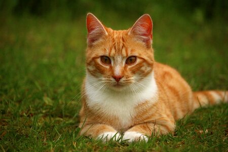 Mackerel domestic cat red cat