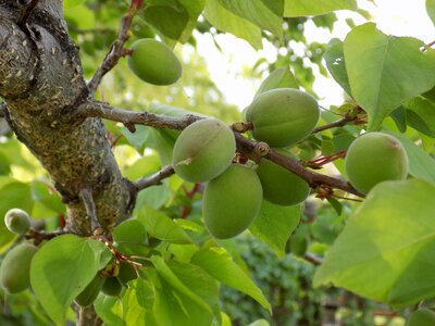 Spring branch orchard