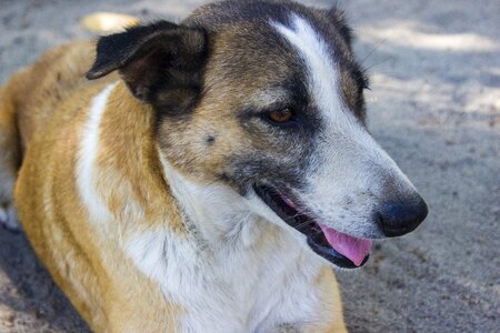 Animal pet brown photo