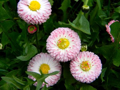 Grass flower bed botanical