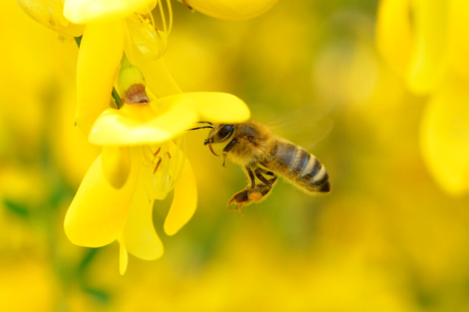 Bloom honey bee insect