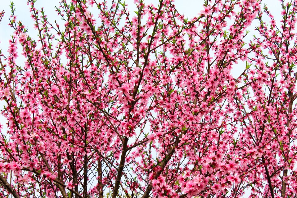 Plant tree peach blossom