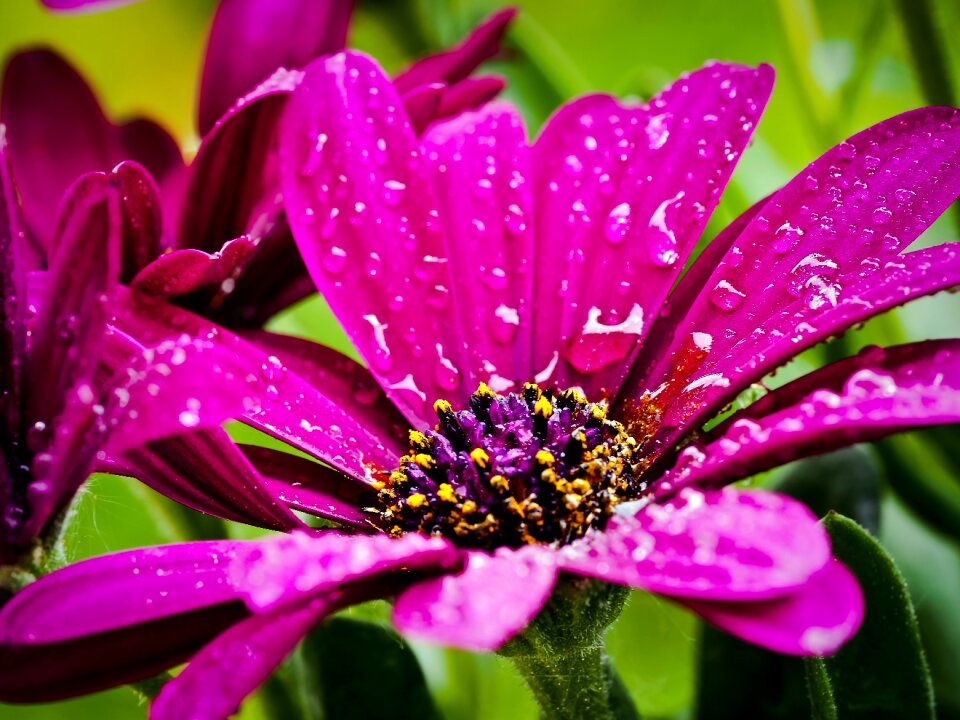 Flowers cape daisies nature