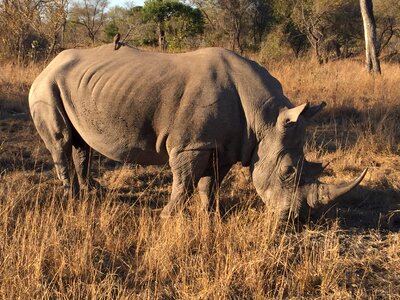 Africa sabi sabi