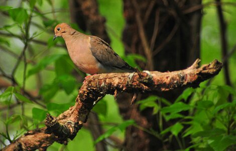 Ornithology forest dove photo