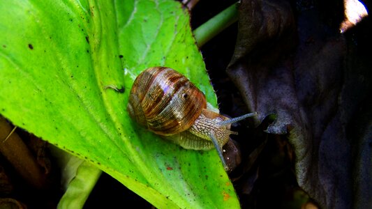 Snail animal molluscs