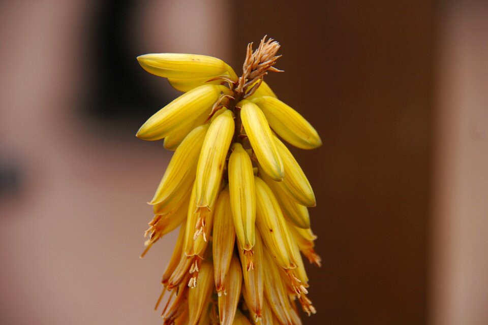 Plant flower aloe